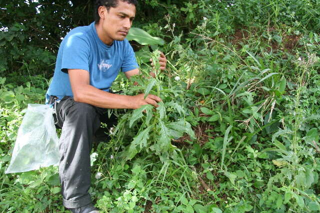 Image of Erechtites hieracifolia