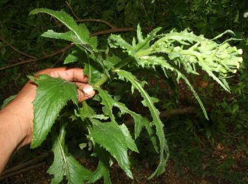 Image of Erechtites hieracifolia