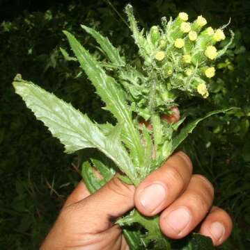 Image of Erechtites hieracifolia