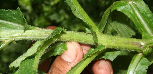 Image of Erechtites hieracifolia