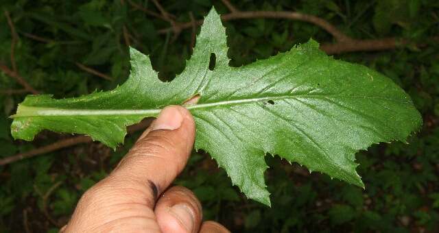 Image of Erechtites hieracifolia