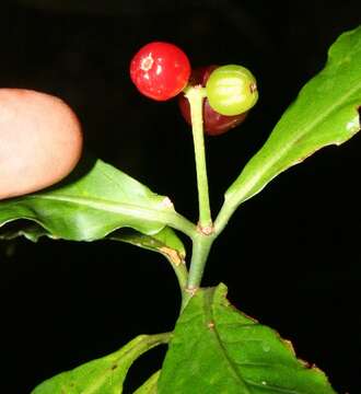 Image of Psychotria horizontalis Sw.