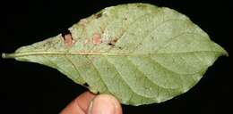 Image of Psychotria horizontalis Sw.