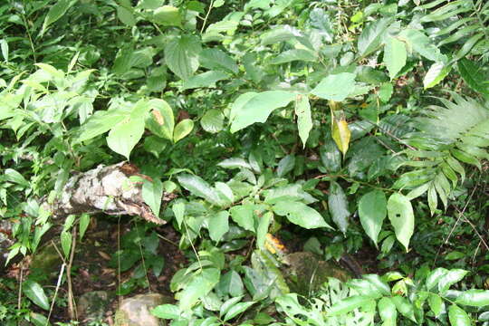 Image of Annona rensoniana (Standl.) H. Rainer