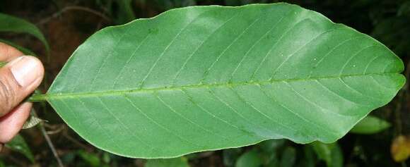 Image of Annona rensoniana (Standl.) H. Rainer