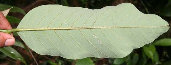 Image of Annona rensoniana (Standl.) H. Rainer