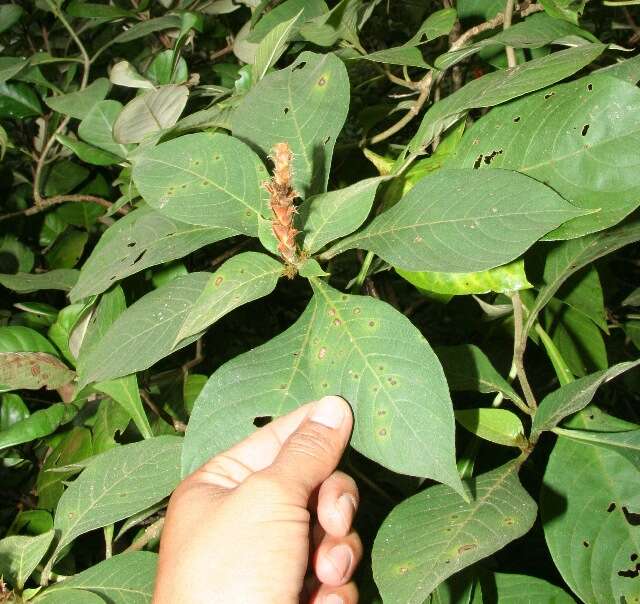 Image of Aphelandra scabra (Vahl) Sm.