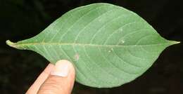 Image of Aphelandra scabra (Vahl) Sm.