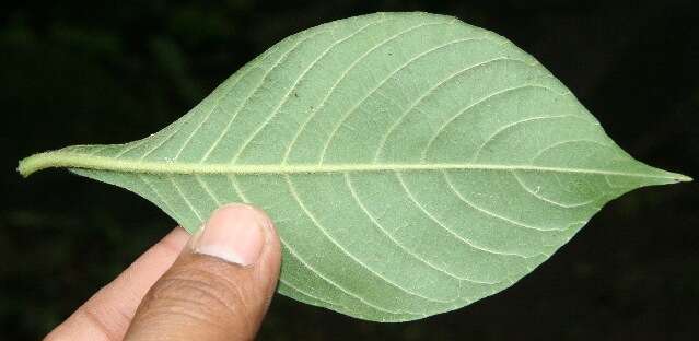 Image of Aphelandra scabra (Vahl) Sm.