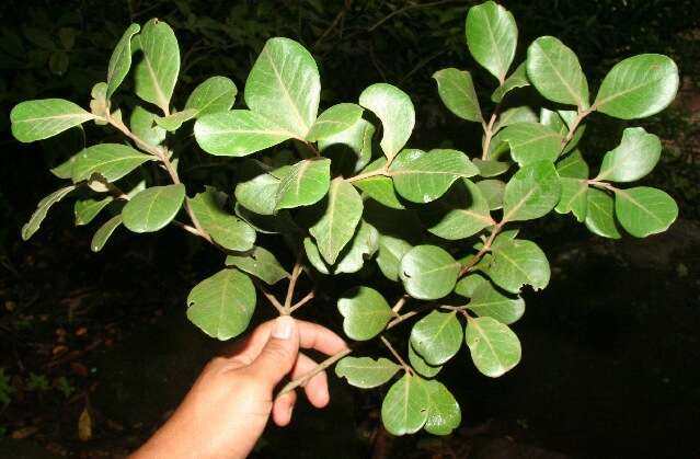 Image of Eugenia hypargyrea Standl.