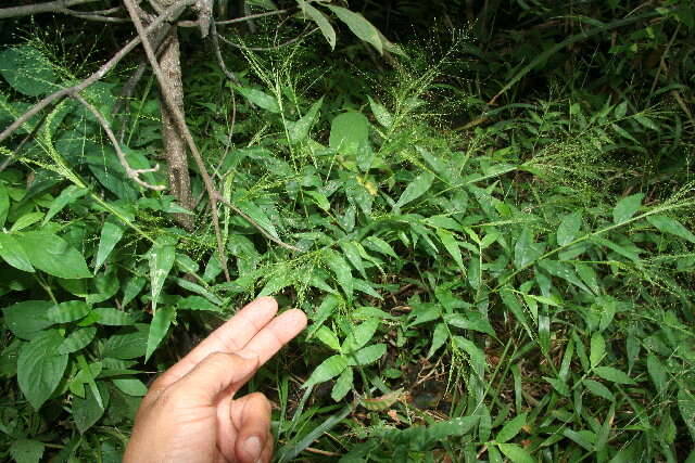 Image of tropical panicgrass
