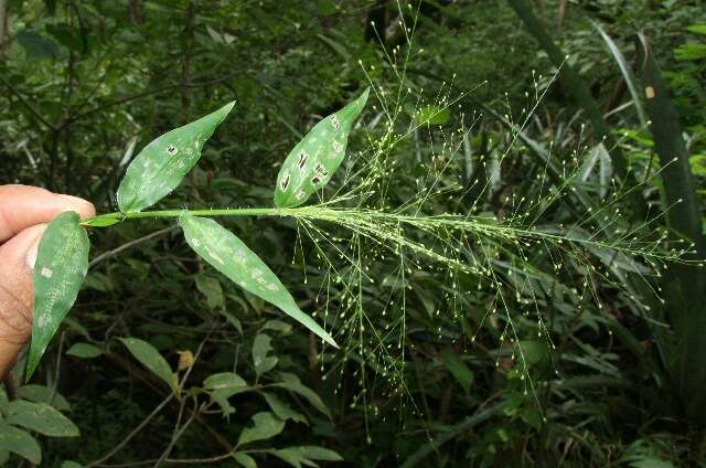 Image of tropical panicgrass