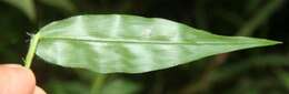 Image of tropical panicgrass