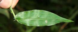 Image of tropical panicgrass