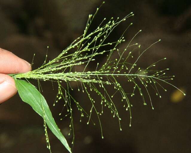 Image of tropical panicgrass