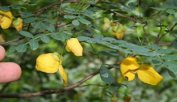 Image of Senna pallida (Vahl) H. S. Irwin & Barneby