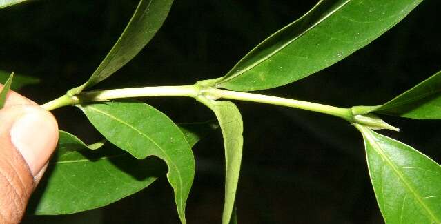 Image of Alibertia edulis (Rich.) A. Rich. ex DC.