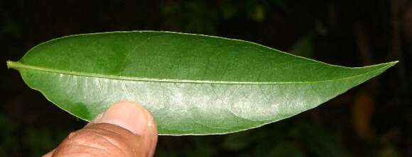 Image of Alibertia edulis (Rich.) A. Rich. ex DC.