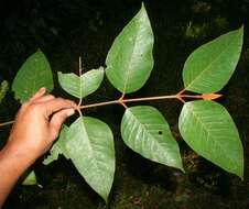 Image de Vismia baccifera (L.) Triana & Planchon