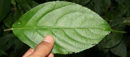 Imagem de Acalypha mortoniana Lundell