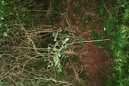 Image of Citharexylum costaricense Moldenke