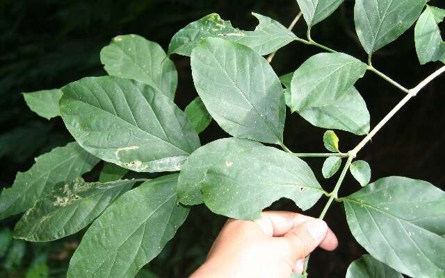 Image of Citharexylum costaricense Moldenke