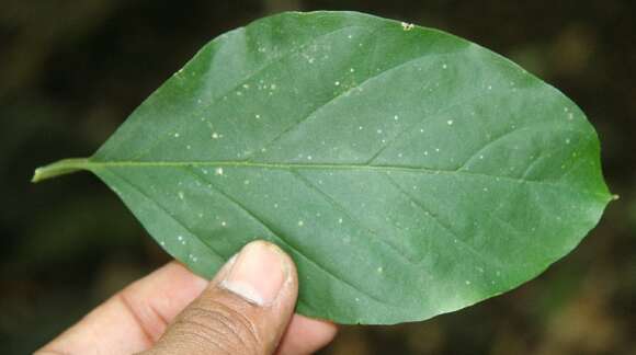 Image of Citharexylum costaricense Moldenke