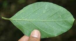 Image of Citharexylum costaricense Moldenke