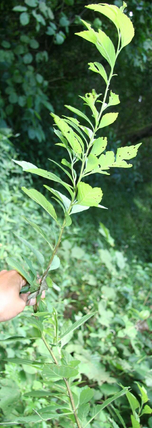 Image of Varronia guanacastensis (Standl.) J. S. Mill.