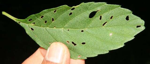 Image of Varronia guanacastensis (Standl.) J. S. Mill.