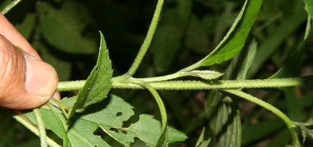 Image of Varronia guanacastensis (Standl.) J. S. Mill.