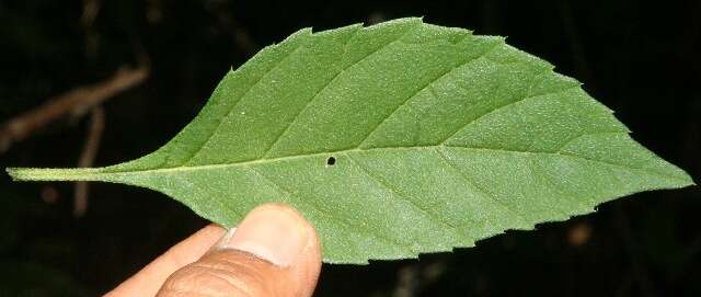 Image of Varronia guanacastensis (Standl.) J. S. Mill.