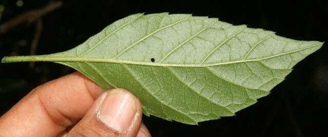 Image of Varronia guanacastensis (Standl.) J. S. Mill.