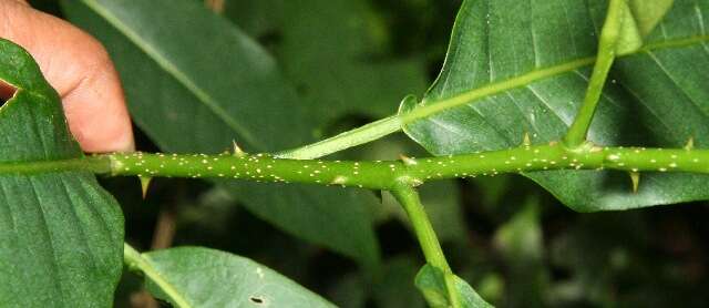 Image of yellow prickle