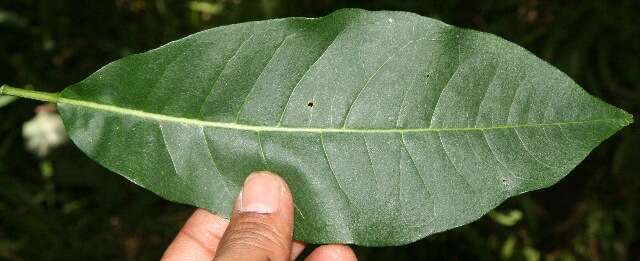 Image of yellow prickle