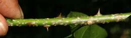 Image of yellow prickle