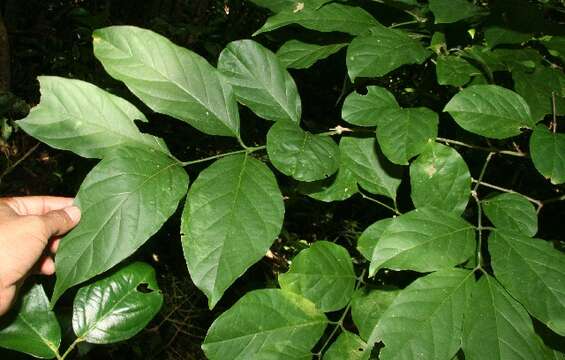 Image of Citharexylum costaricense Moldenke