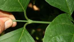 Image of Citharexylum costaricense Moldenke