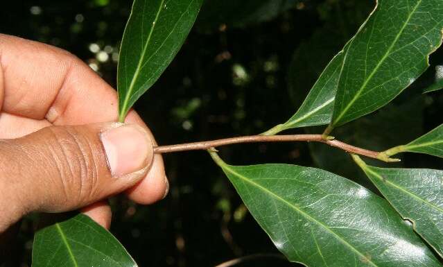 Image of Ocotea veraguensis (Meisn.) Mez