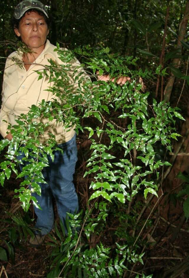 Imagem de Mouriri myrtilloides (Sw.) Poir.