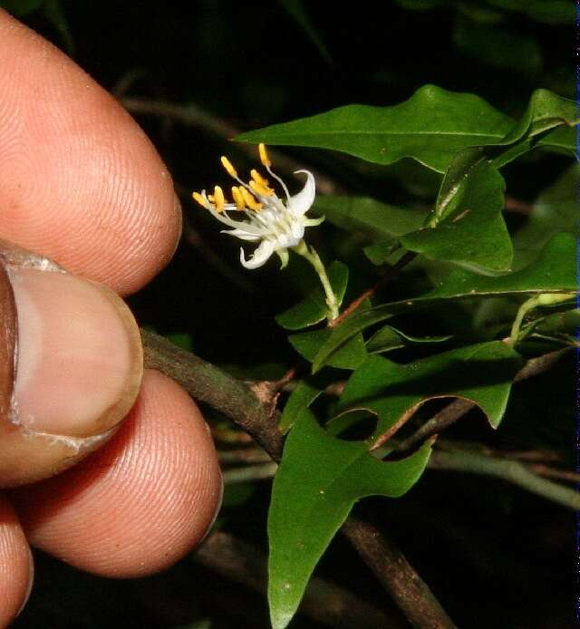 Imagem de Mouriri myrtilloides (Sw.) Poir.