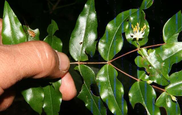 Imagem de Mouriri myrtilloides (Sw.) Poir.