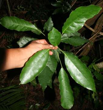 Image of Capparidastrum frondosum (Jacq.) Cornejo & Iltis