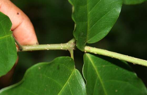 Image of Capparidastrum frondosum (Jacq.) Cornejo & Iltis