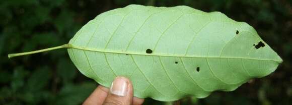 Image of Capparidastrum frondosum (Jacq.) Cornejo & Iltis