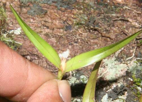 Image of Scaphyglottis prolifera (R. Br.) Cogn.