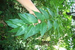 Image of Machaonia erythrocarpa (Standl.) Borhidi