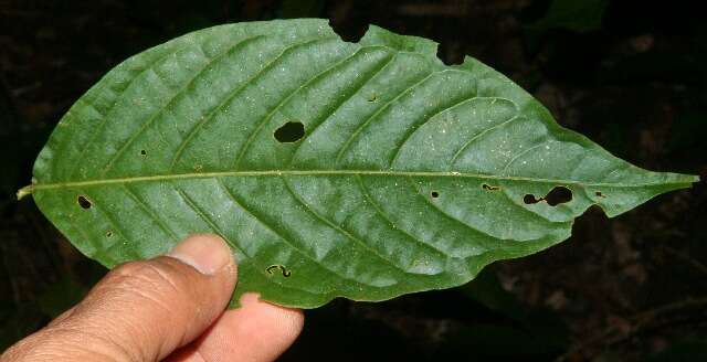 Image of Machaonia erythrocarpa (Standl.) Borhidi