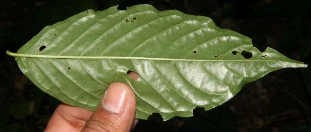 Image of Machaonia erythrocarpa (Standl.) Borhidi