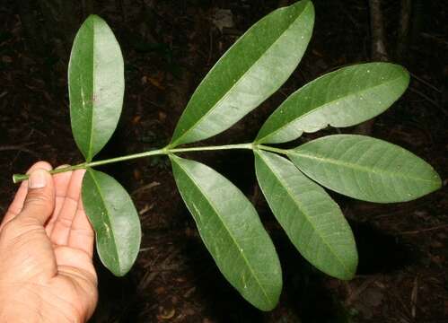 Pilocarpus racemosus Vahl resmi